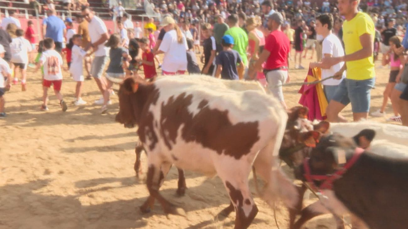 Leganés celebra sus fiestas sin encierros pero con bueyada infantil y novillada