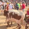 Leganés celebra sus fiestas sin encierros pero con bueyada infantil y novillada