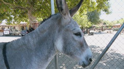 El burro, patrimonio de la humanidad