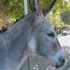 El burro, patrimonio de la humanidad