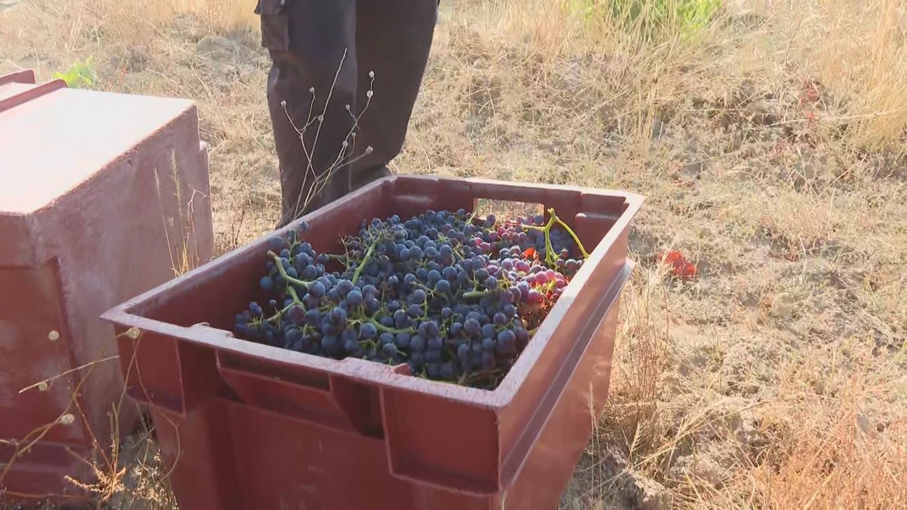 El calor adelanta la cosecha de las garnachas en San Martín de Valdeiglesias