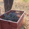 El calor adelanta la cosecha de las garnachas en San Martín de Valdeiglesias