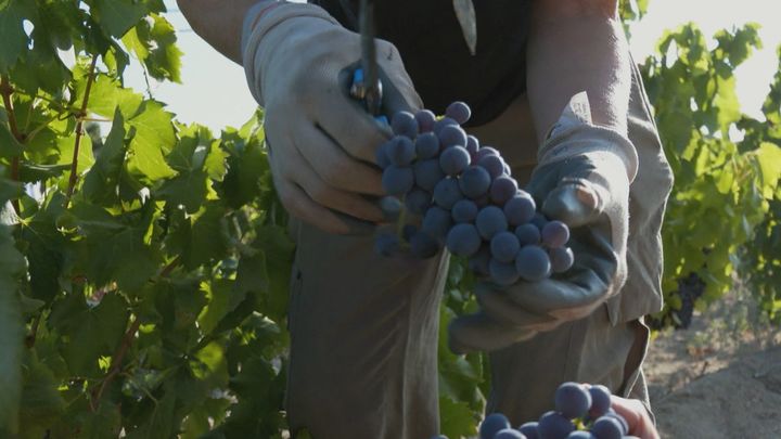 Vendimi uva garnacha / REDACCION