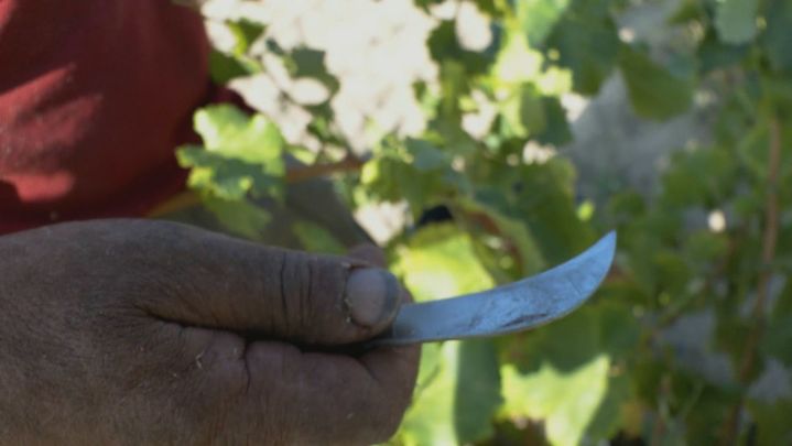 Vendimia Madrid / REDACCION