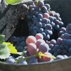 Comienza la vendimia de la uva garnacha