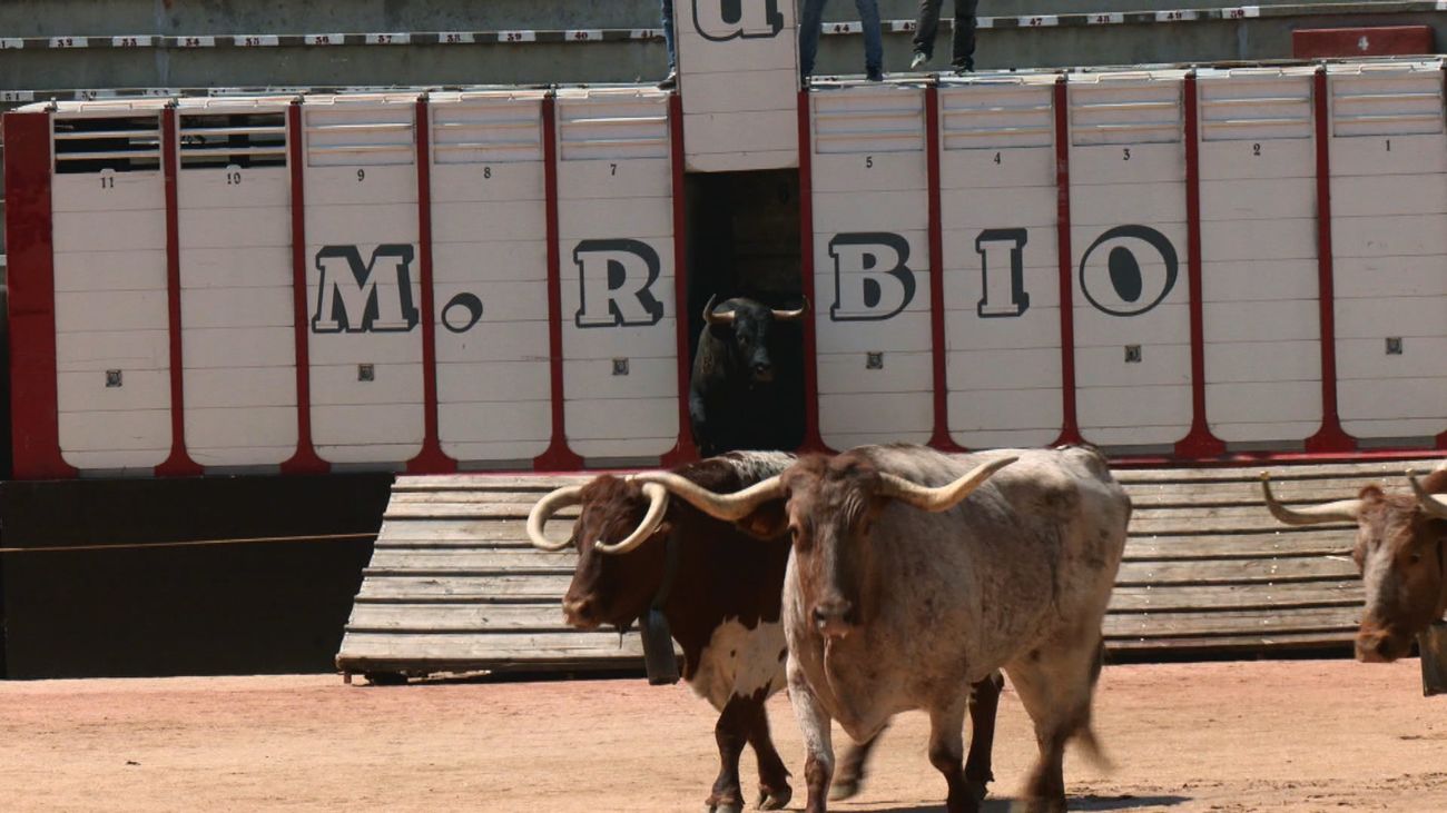 ¿En qué consiste el desencajonamiento taurino?