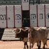 ¿En qué consiste el desencajonamiento taurino?