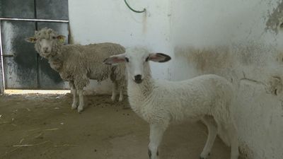 Teodoro, el primer cordero  logrado mediante modificación genética en España