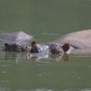 Nace una nueva cría de hipopótamo en Safari Madrid