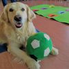Madrid estrena un programa terapéutico con perros para personas con trastorno mental