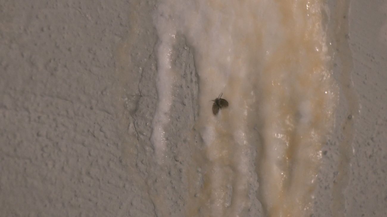 Filtraciones de aguas fecales y plagas de mosquitos por culpa de unos okupas en Barajas