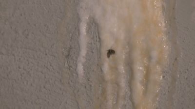 Filtraciones de aguas fecales y plagas de mosquitos por culpa de unos okupas en Barajas