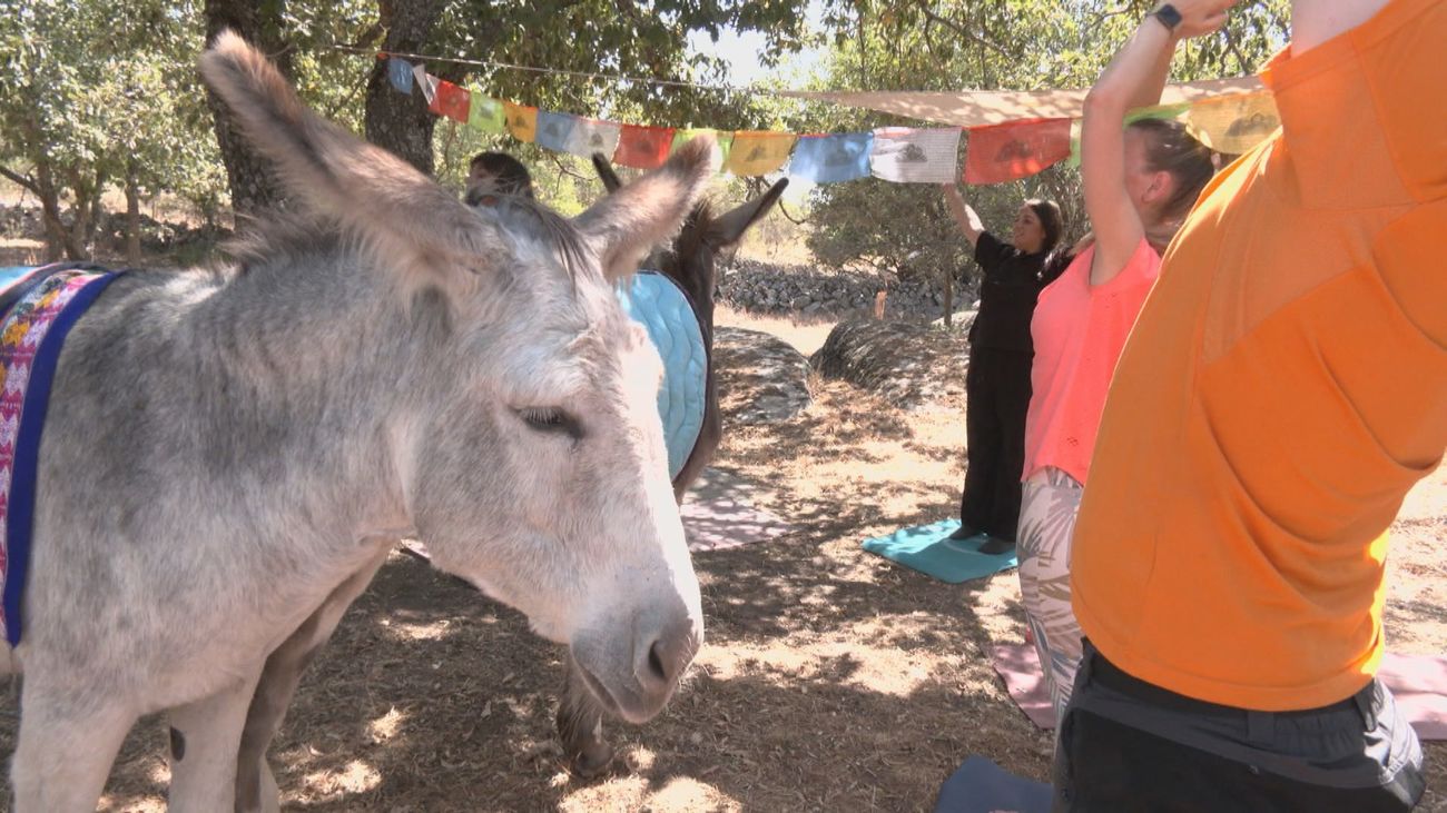 Clases de yoga con burros