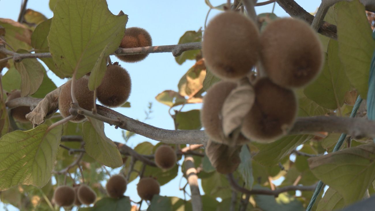 Kiwi madrileño en el huerto urbano de Vicálvaro
