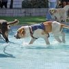 Paracuellos celebra su VI 'chapuzón perruno' con desfile de adopción en su piscina municipal