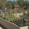 El Ayuntamiento de Las Rozas instala 74 huertos urbanos en la Finca de La Talaverona