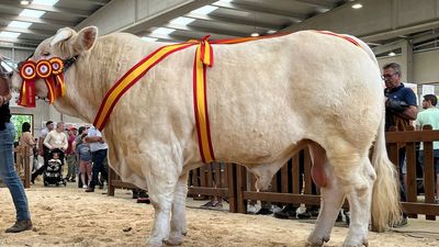 'Poeta', el toro madrileño premiado en la mayor feria agropecuaria de España