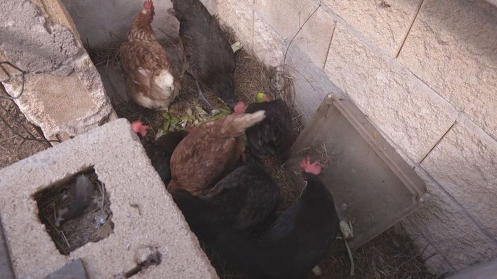 Gallinas y restos orgánicos / REDACCION