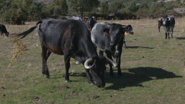 Vacas bravas / REDACCION