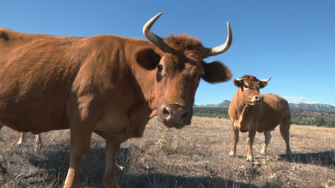 Diferencias entre el ganado vacuno bravo y el manso