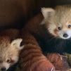 El Zoo de Madrid celebra el Día del Panda Rojo con el nacimiento de dos crías