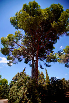 Pino piñonero de 200 años en la dehesa de Las Rozas / AYTO LAS ROZAS