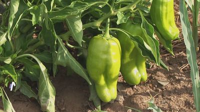 Madrid mejora tu vida 21.09.2024