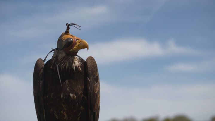 Cetrería / REDACCION