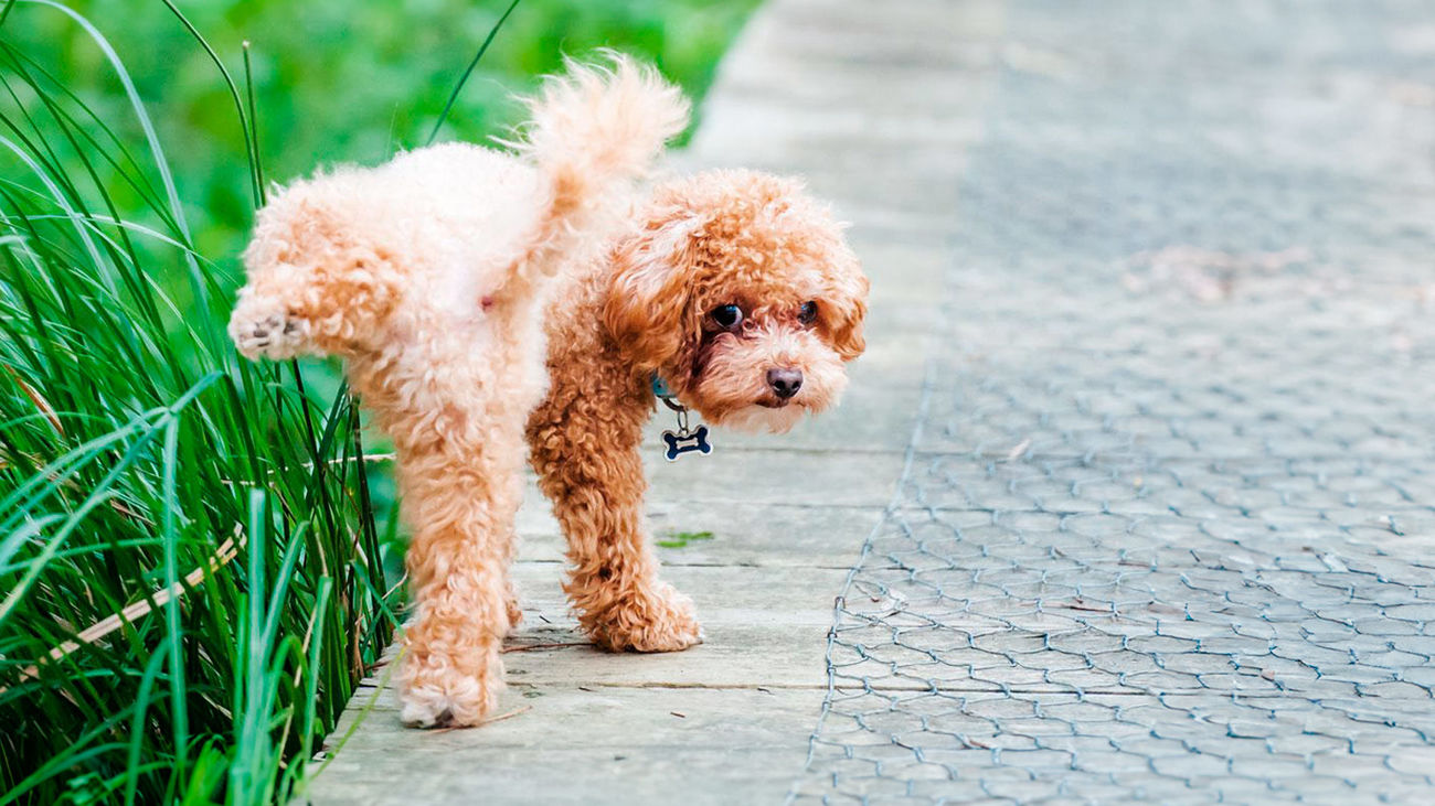 Cada vez más ciudades obligan a limpiar la orina de las mascotas en la calle