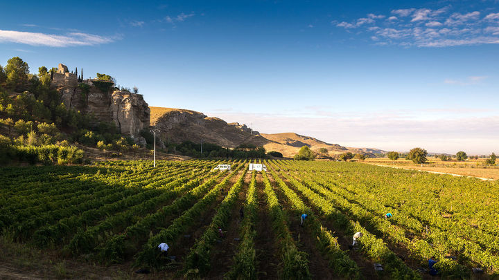 Viñedo de la Bodega Licinia, en Morata de Tajuña / BODEGA LICINIA