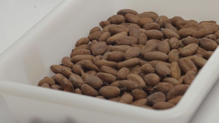 Granos de cacao / REDACCION