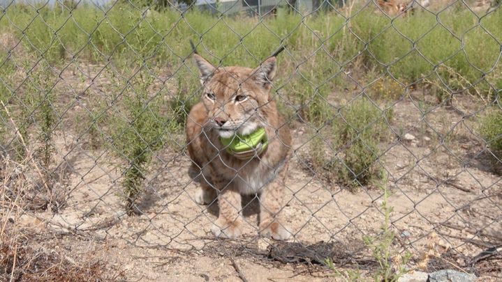 Lince boreal / REDACCION