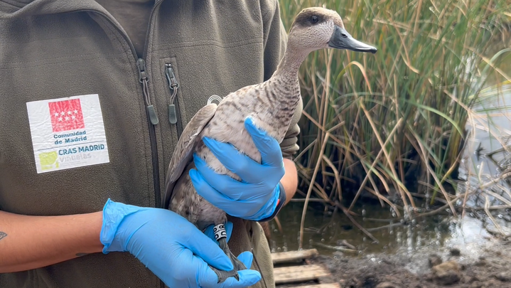 Cerceta anillada antes de ser reintroducida en la Laguna de El Porcal, en Rivas / COMUNIDAD DE MADRID
