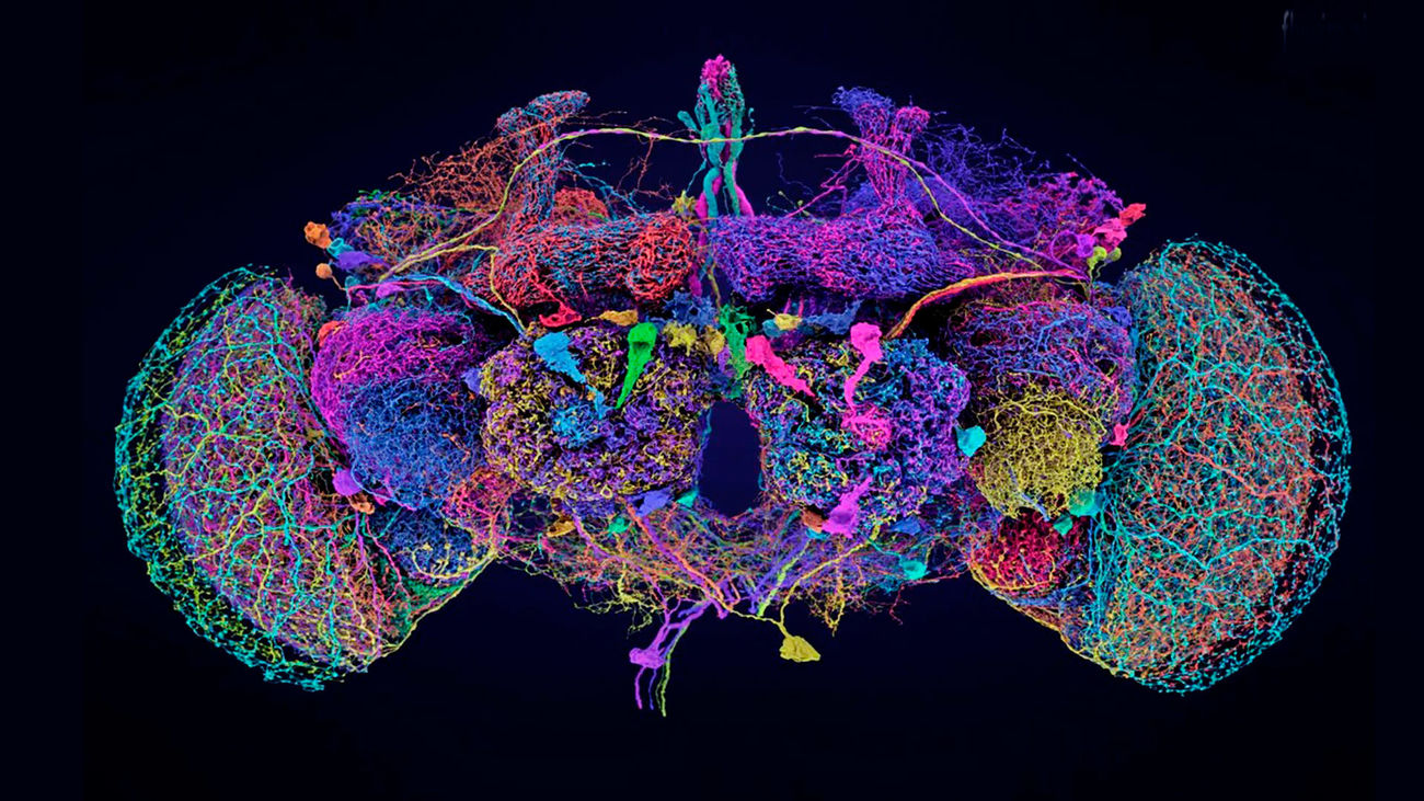 Crean un 'Google Maps' del cerebro de la mosca de la fruta, un gran avance en neurociencia