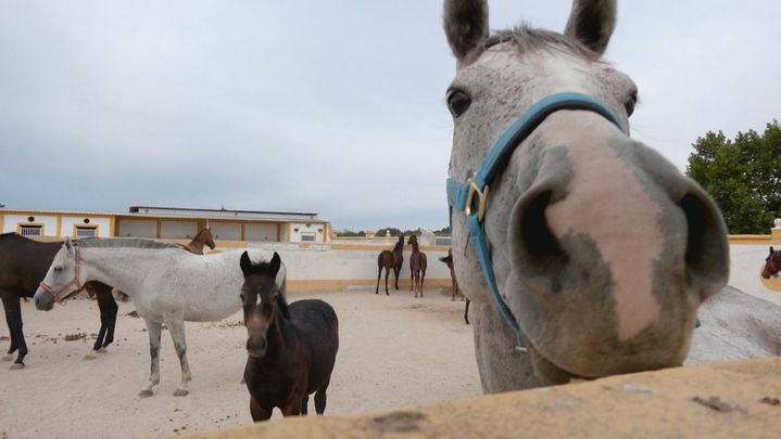 Caballos de carreras / REDACCION