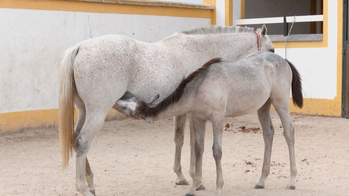 Yeguas alimentando a su cria / REDACCION