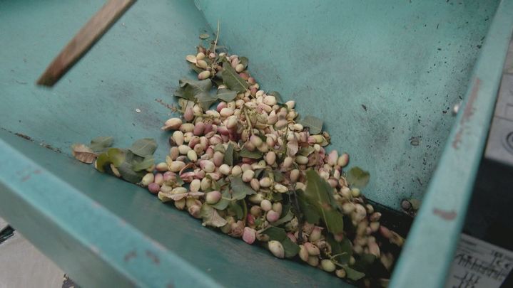 Maquina de pistachos / REDACCION