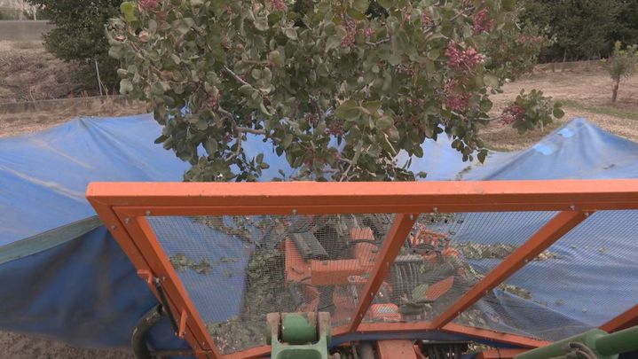 Recolecta de pistachos / REDACCION