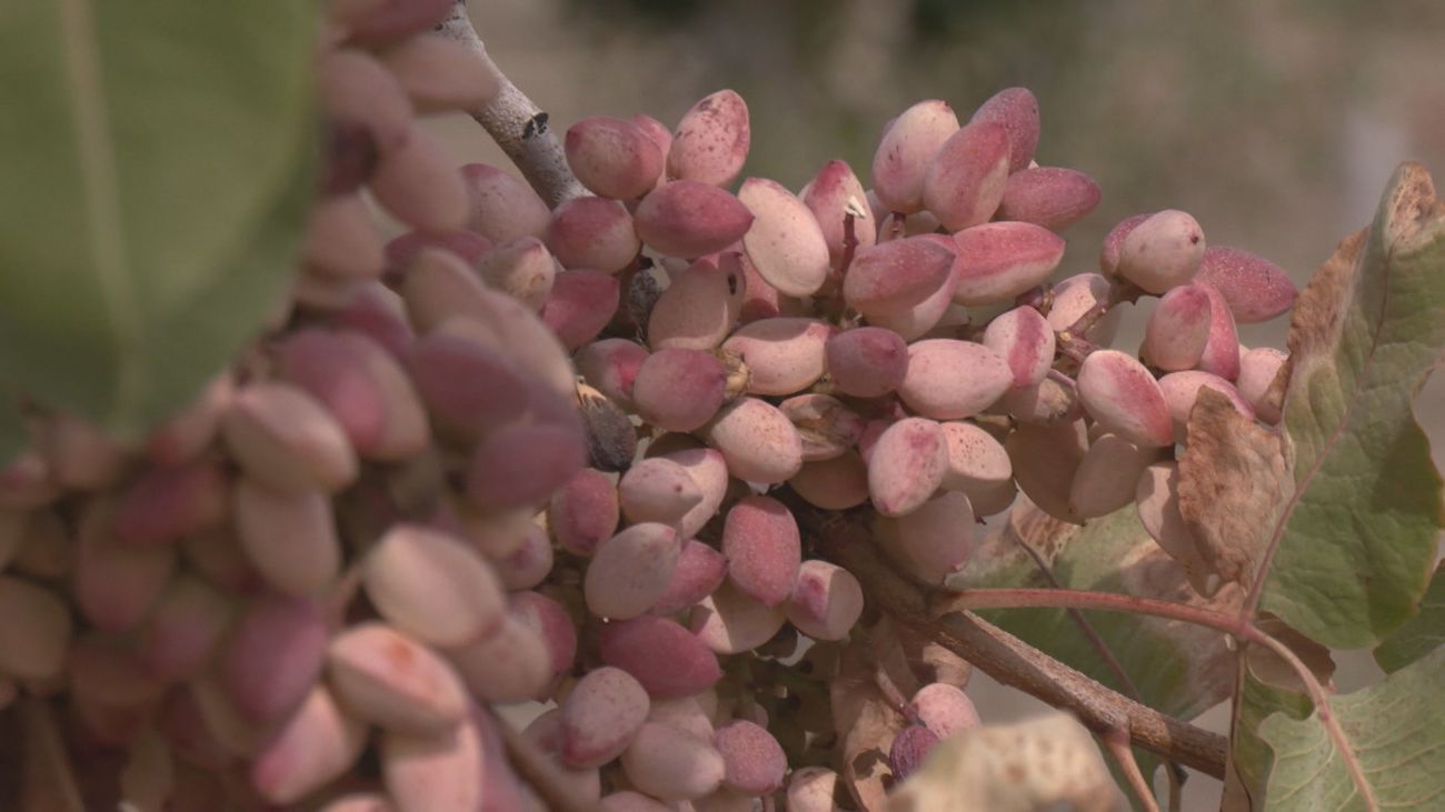 Los pistachos de Madrid están de moda