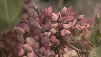 Los pistachos de Madrid están de moda