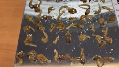 'Horror en el supermercado' en Usera: decomisados 300 kilos de comida en mal estado