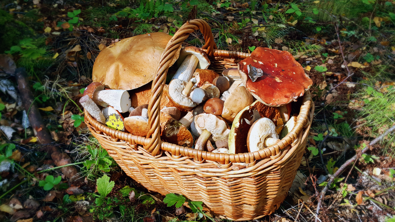 Arranca la recolección de setas silvestres tras las primeras lluvias otoñales