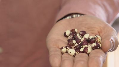 ‘El gran juego de las alubias disfrutonas’ nos enseña todo sobre esta legumbre