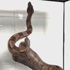 Investigan a un hombre por tener una cría de boa constrictor de forma ilegal en su casa de Villalbilla
