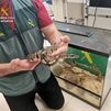 Investigan a un hombre por tener una cría de boa constrictor de forma ilegal en su casa de Villalbilla