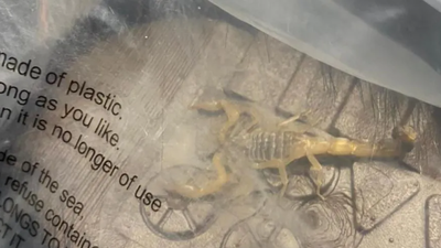 Una estudiante encuentra un escorpión vivo en un paquete de Shein