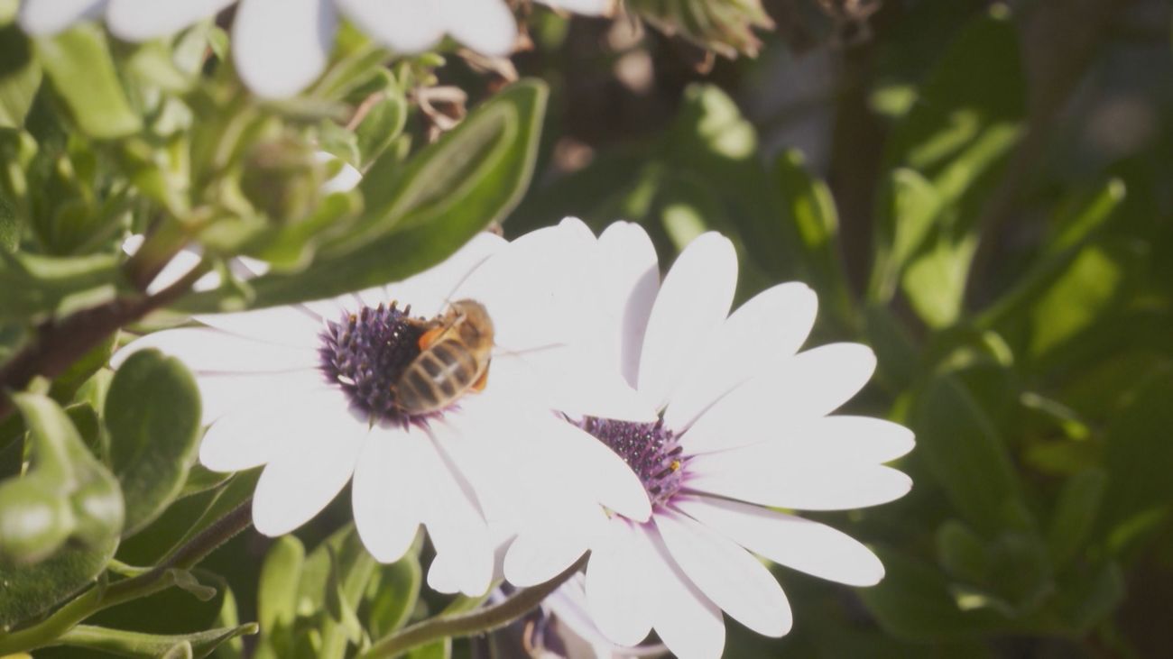 Así se hace miel con flores de Madrid
