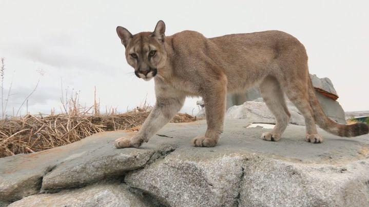 Animales salvajes / REDACCION