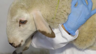 Conocemos a Teodoro, el primer cordero producido por modificación genética