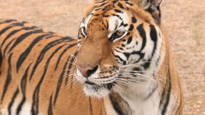 Animales salvajes, estrellas de la gran pantalla